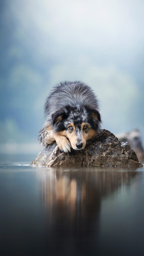The sheepdog on the rocks by the lake preview