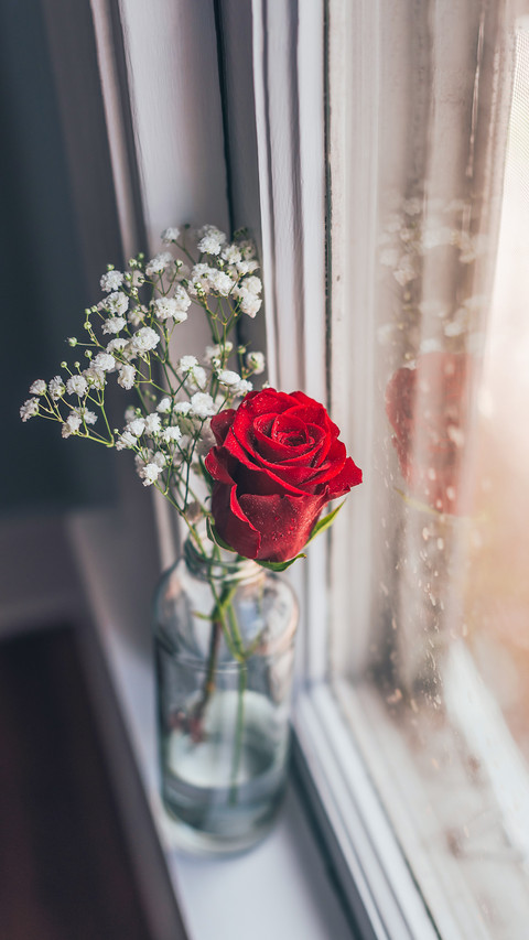 Red rose next to window preview