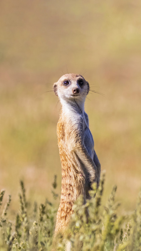 Animal names also deceive people preview