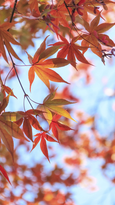 Maple Leaves in Autumn preview