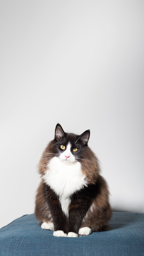 A beautiful black and white long-haired Norwegian Forest Cat preview