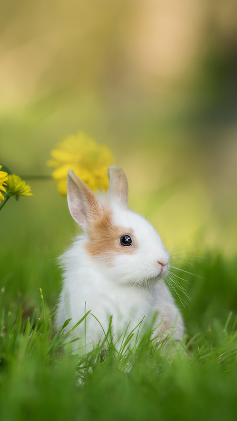 Little Rabbit Sitting in the Garden preview