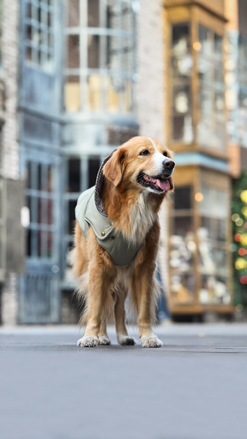 A little dog wagging its tail means its happy preview