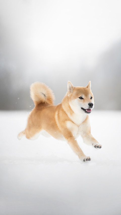 A Shiba Inu Running through The Snow preview