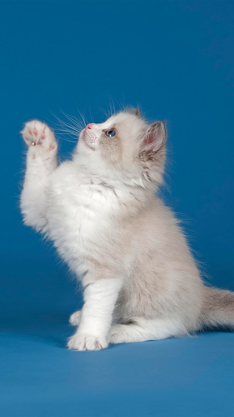A ragdoll cat raising its paws preview