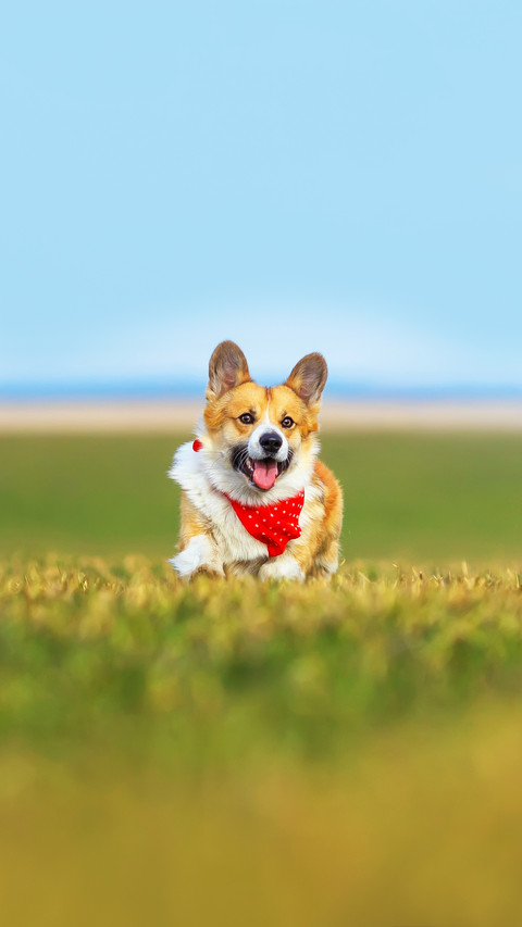 Beautiful red Corgi dog puppy Pembroke runs merrily preview