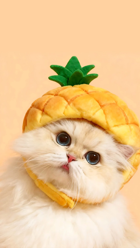 “猫生圆满”的美食 preview