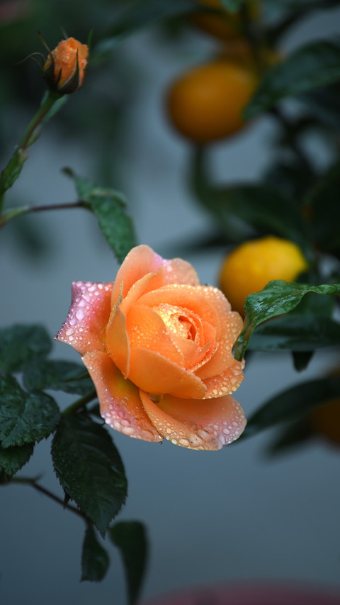 What to do if the autumn buds of roses dont grow preview
