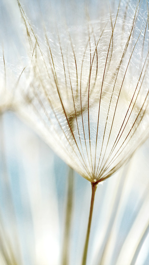 dandelion preview
