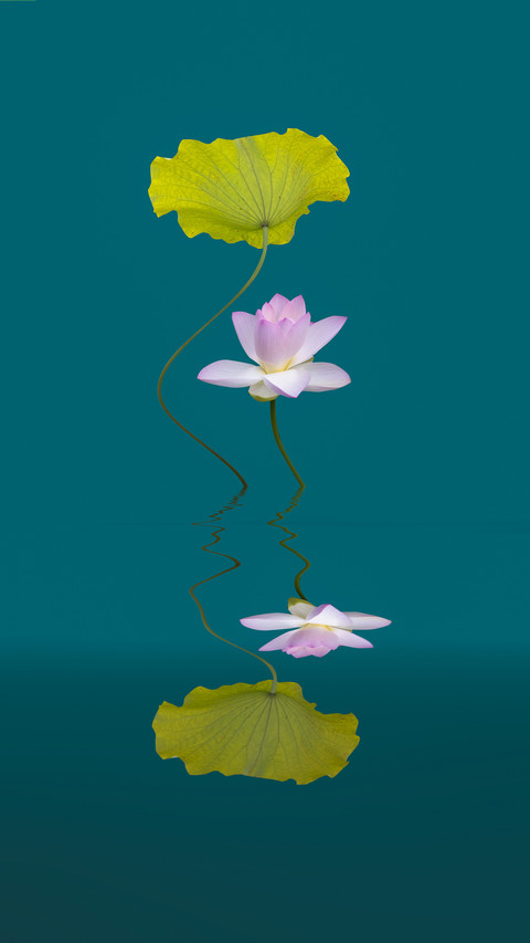 The ancient lotus in li bais works preview