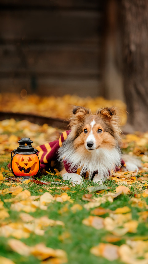 Dog in scarf with pumpkin. Halloween preview