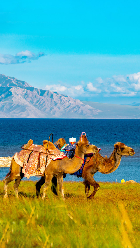 Sailimu lake and camels preview