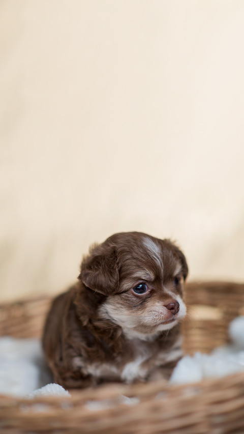 Chihuahua puppy Brown preview