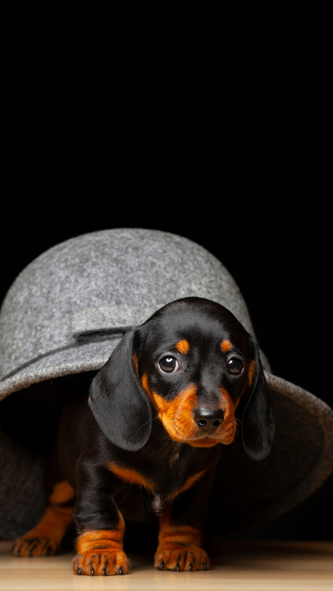 The little dog under the hat preview
