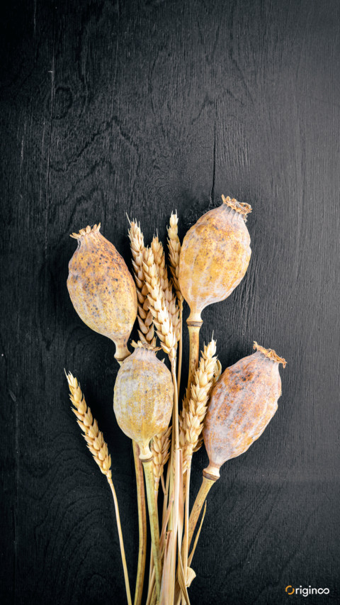 plant (7) preview