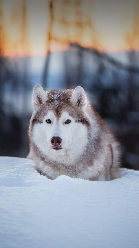 A Cute Sled Dog Lying in The Snow preview