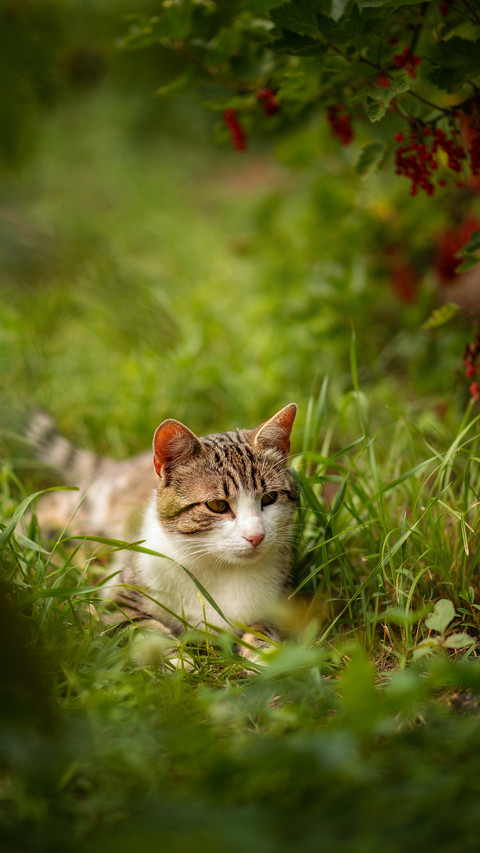 Photo of a striped cat near a red currant bush preview