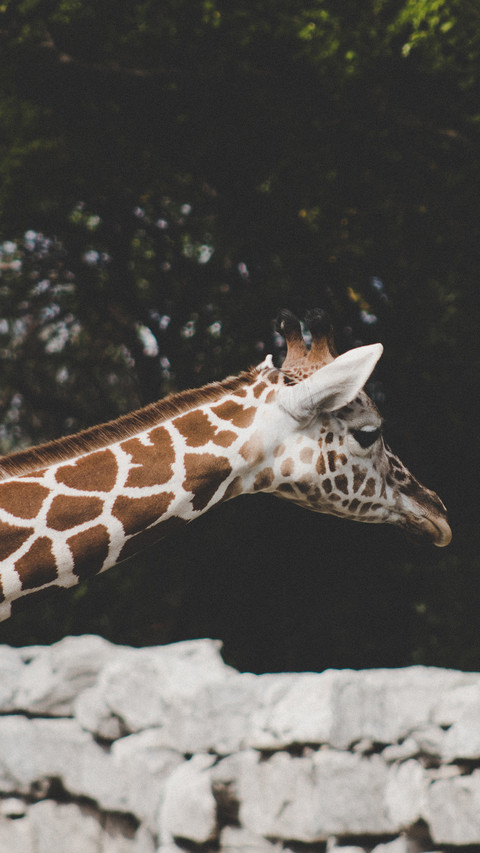 international_giraffe preview
