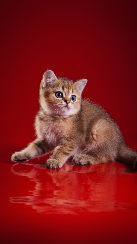 Bright Eyes, Alert Ears: A Kitten's Charm preview