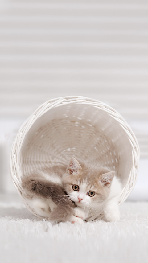 Small Kitten in a White Basket preview
