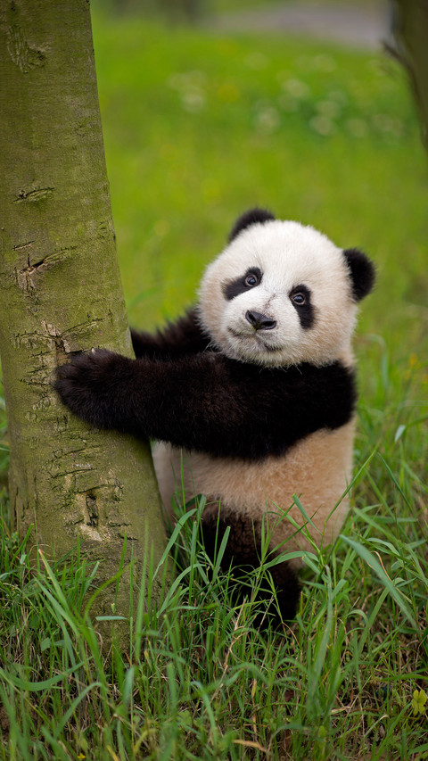 Why are pandas black and white 10 preview