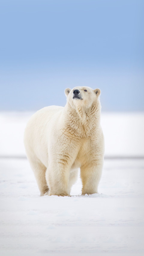Polar bears are not white preview