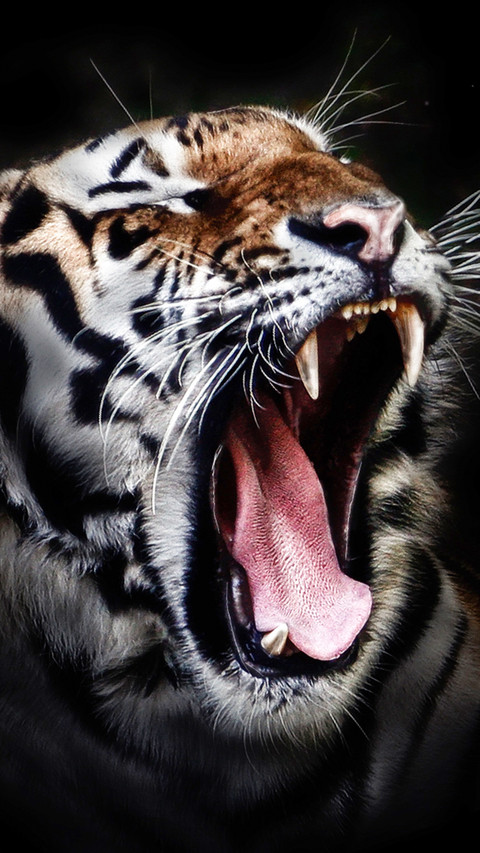 tiger (4) preview