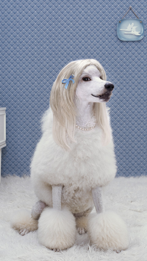 聪明的贵宾犬 preview