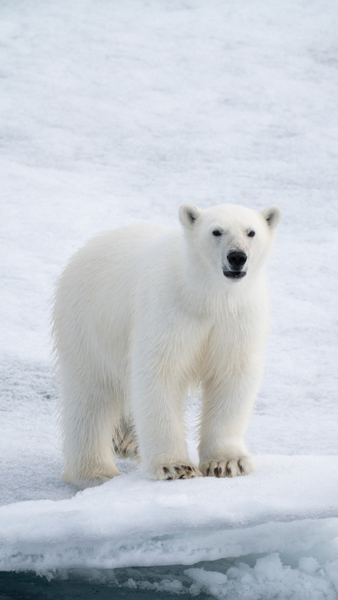 Polar bears actually have black skin preview