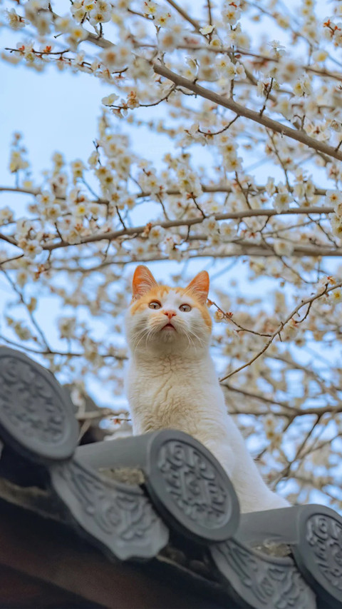猫咪闲趣 preview