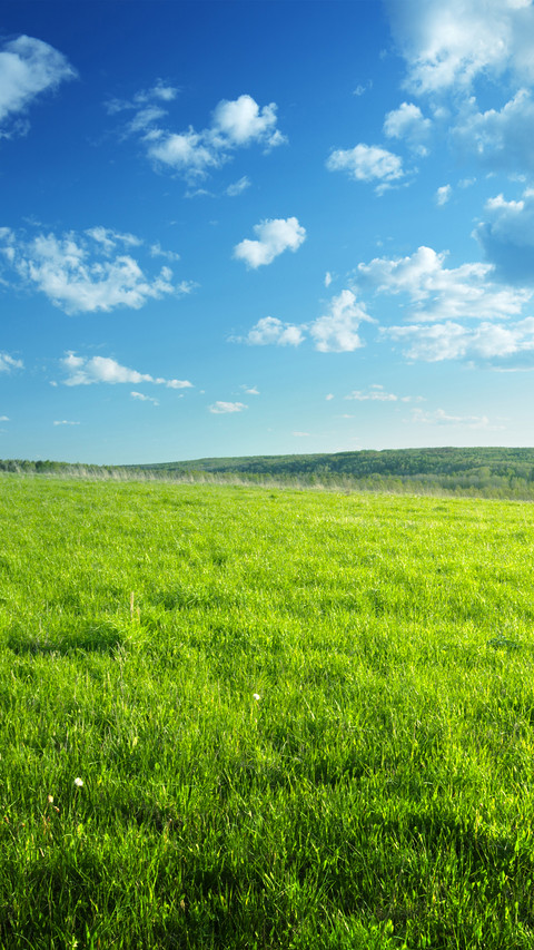 Green eye protection prairie wallpaper preview