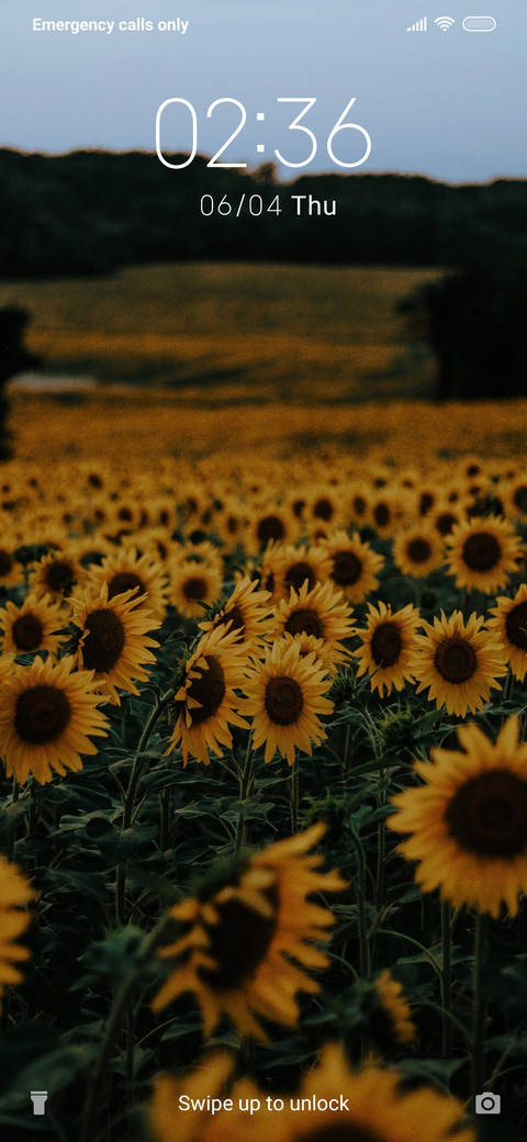 Sunflower_3MDP preview