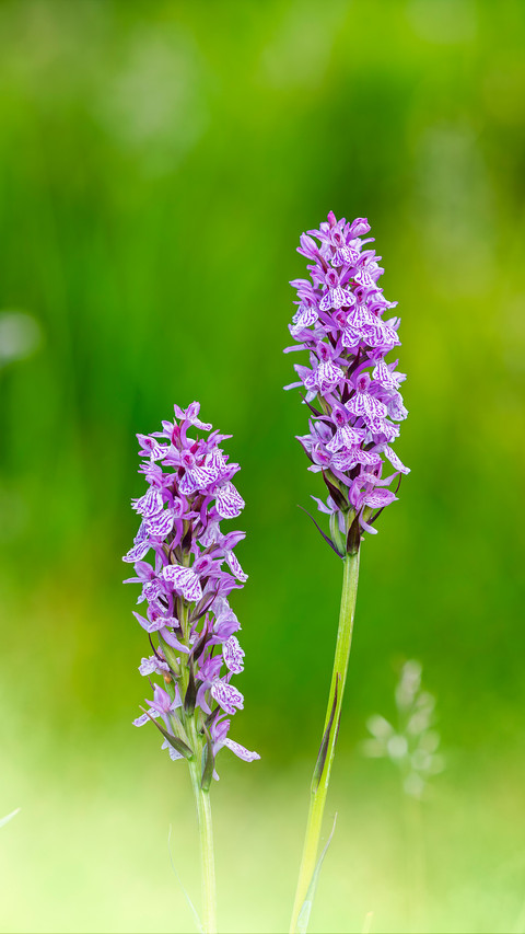 Tall stem orchid preview