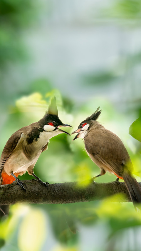 Fuzhou red ear 鹎 perches on the branch preview