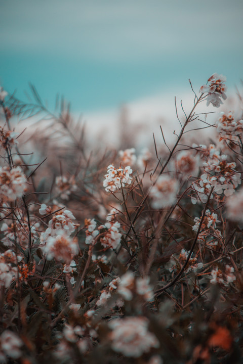 Motion Blur preview