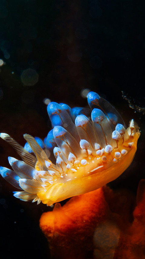 Underwater creatures such as sea slugs preview