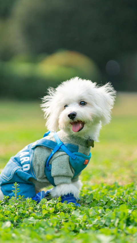 Never be lazy when raising a dog preview