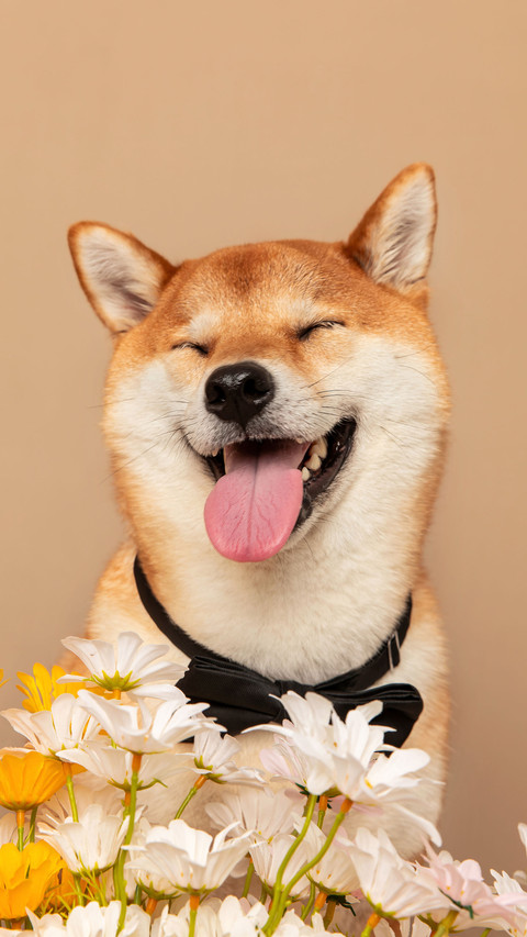 Several non aggressive dogs preview