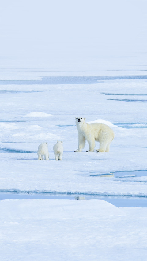 Polar Bear Mother and Twin Cubs on the Pack Ice preview
