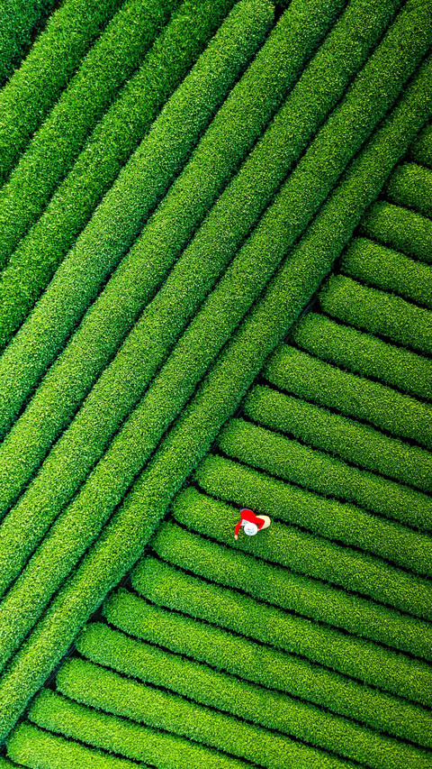 Salute to every tea farmer preview