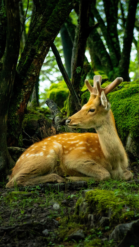 Sika deer in the forest preview