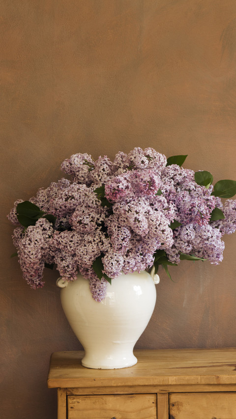 Potting method of beautiful lilac 9 preview