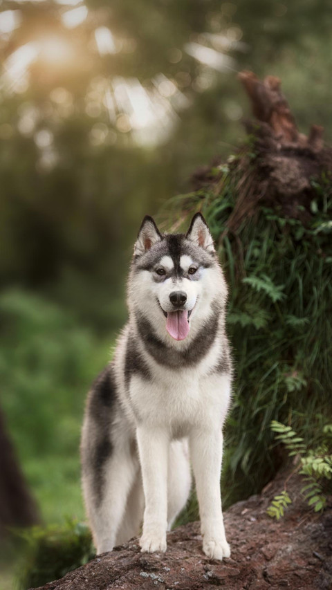 Dog122 preview
