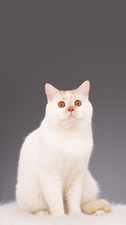These places can grow cats preview