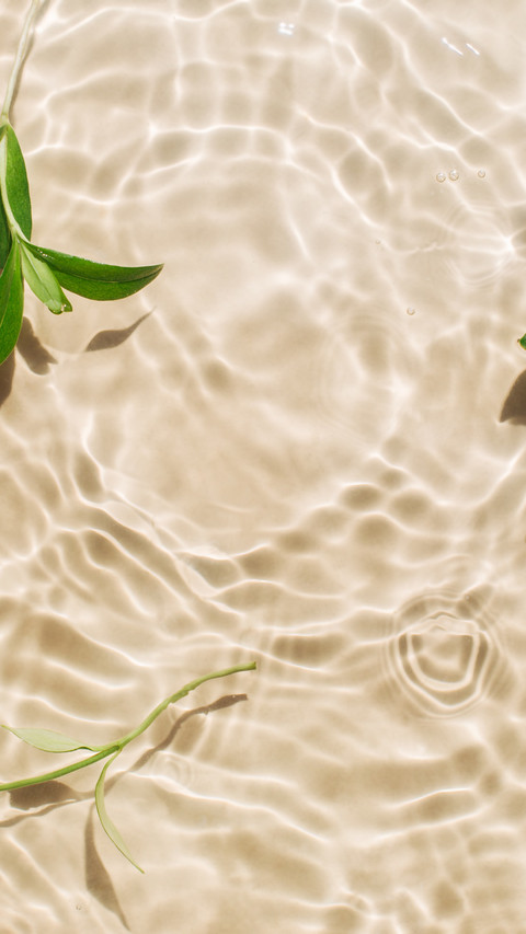 Summer green branches float on the water's surface preview
