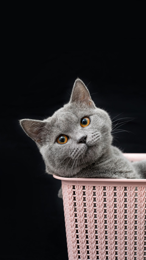 Does your cat trust you 41 preview