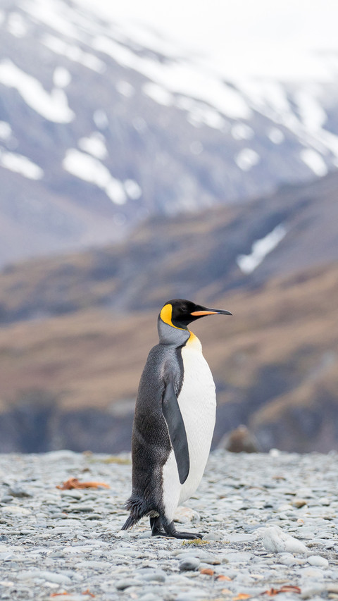 A Penguin Stood Blankly on The Ground preview