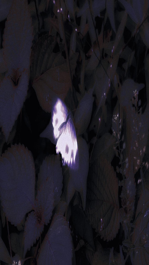 Luminous butterfly preview