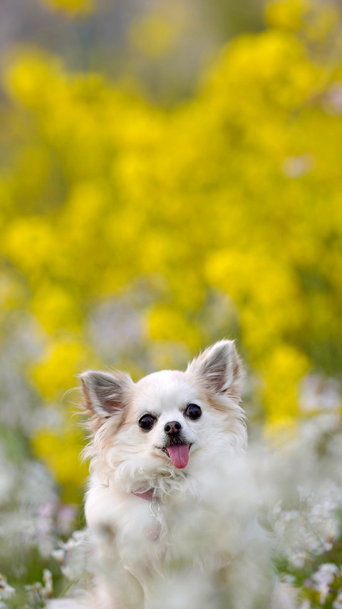 A small chihuahua surrounded by rape blossoms preview