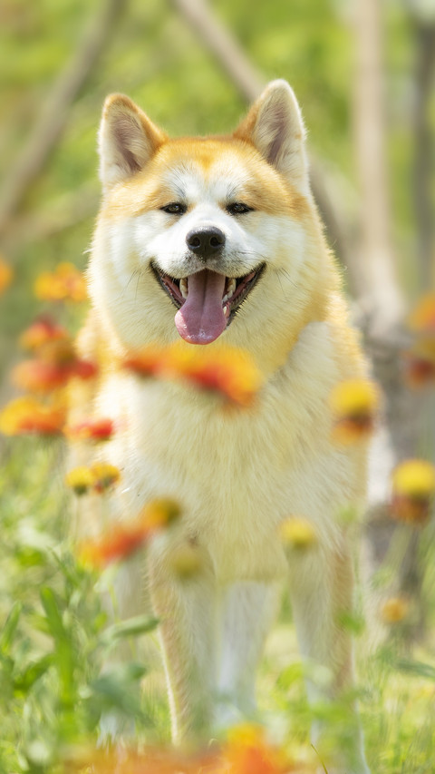 Are human teeth inferior to animals 9 preview